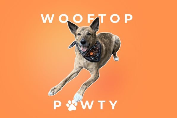 wooftop-pawty-proljetno-izdanje-2